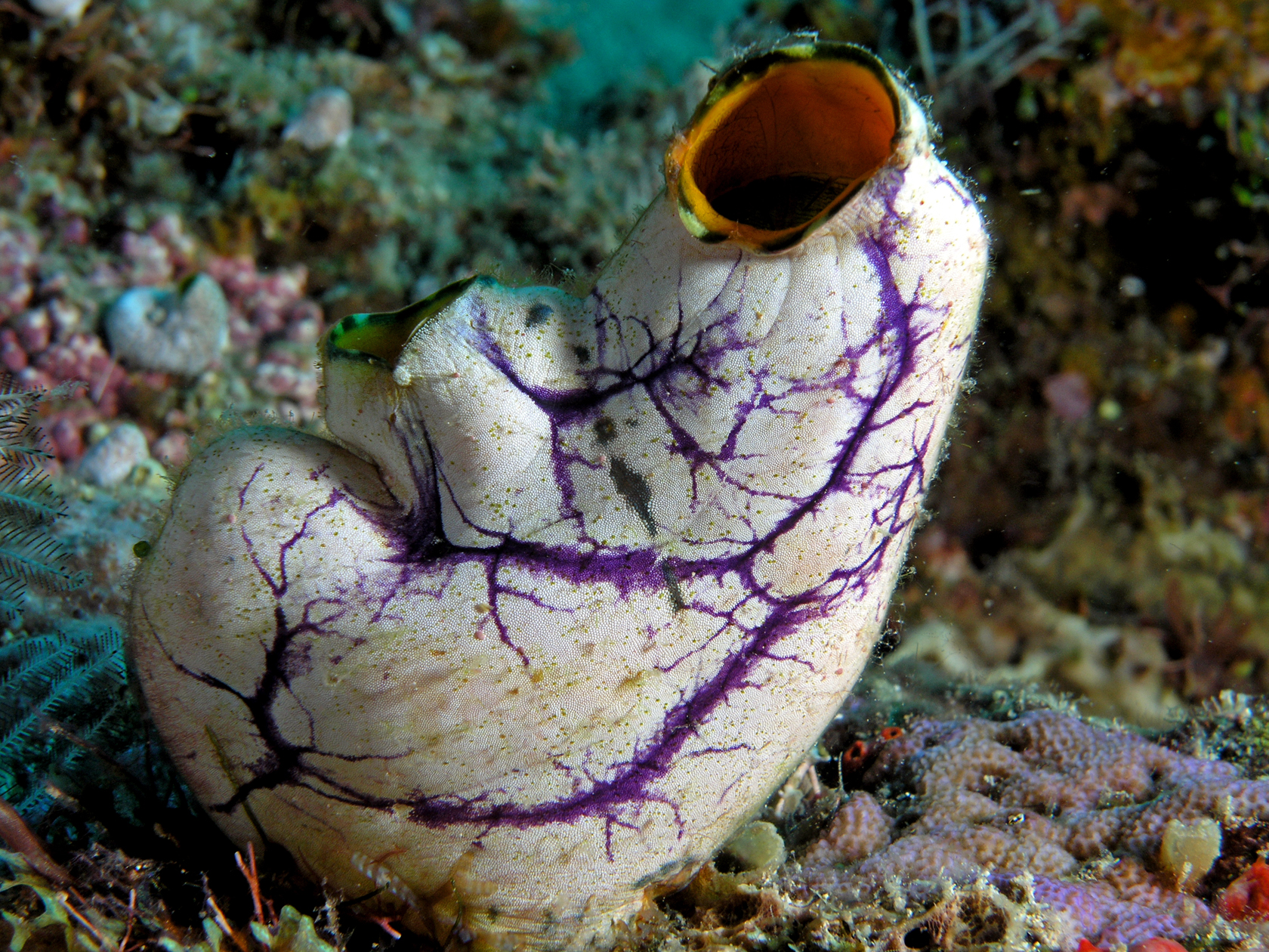 Gold-mouth sea squirt (Polycarpa aurata), a tunicate.