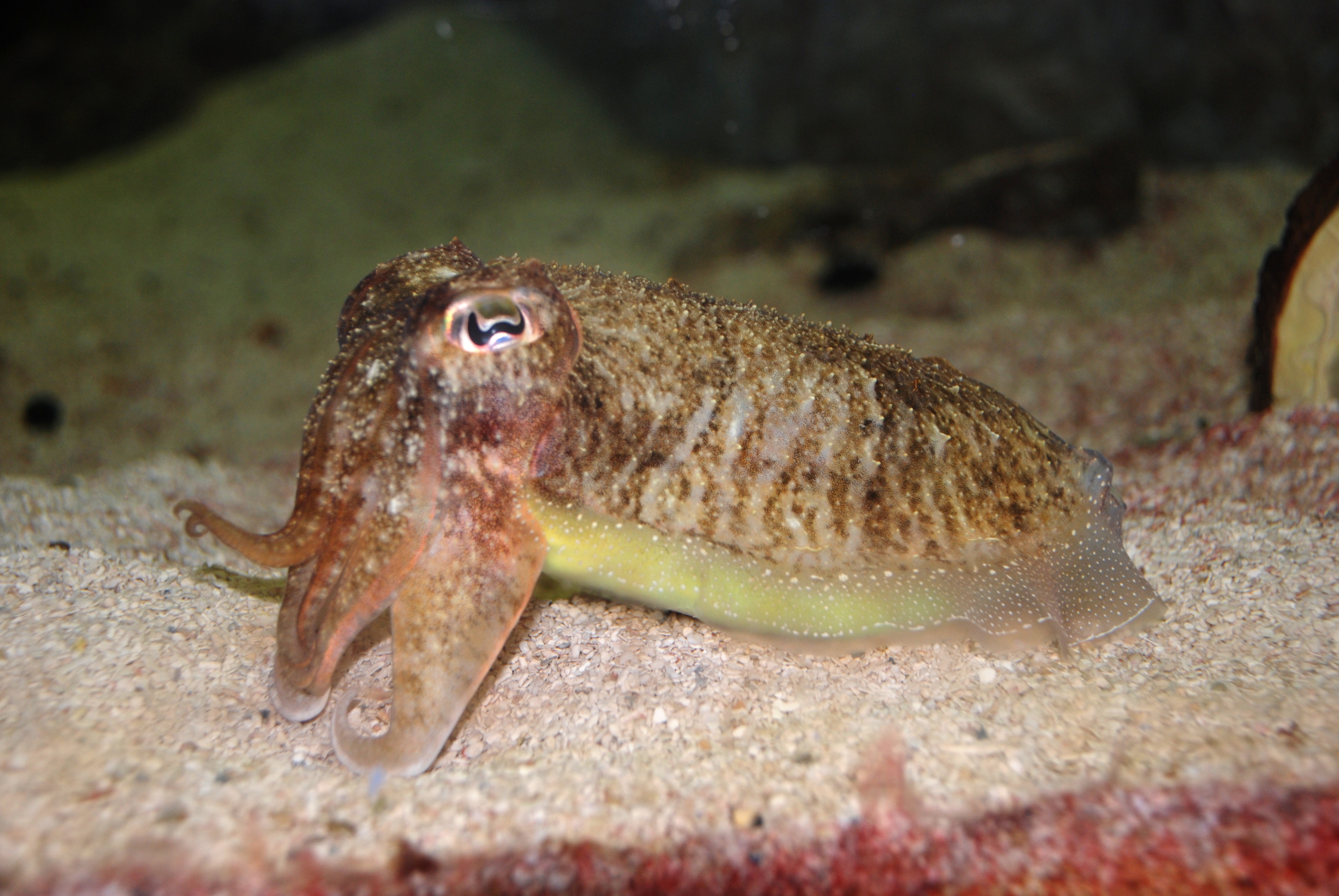 The common cuttlefish Sepia officinalis, a cephalopod.