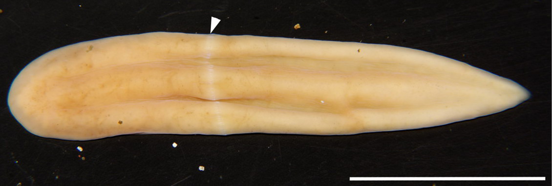 Xenoturbella japonica, a xenacoelomorph member (xenoturbellids).