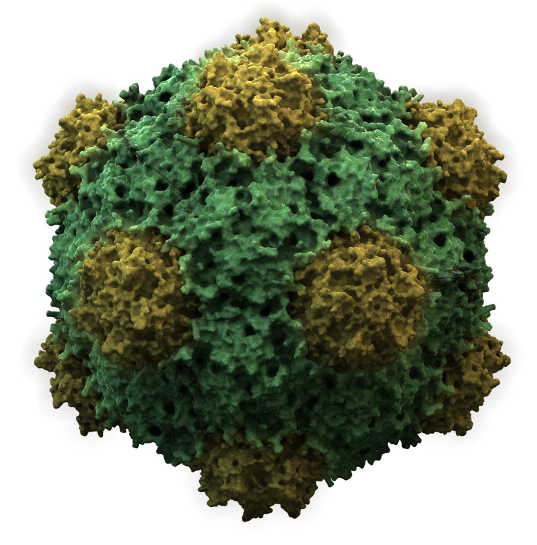 Structure of an icosahedral cowpea mosaic virus