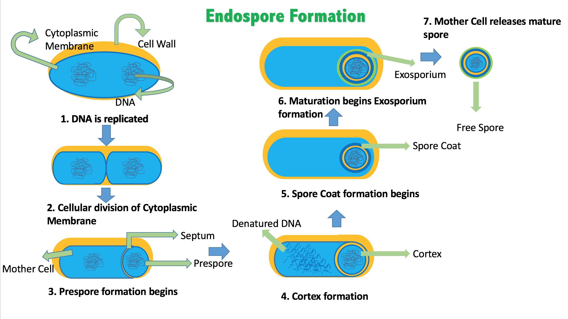 Formation of an endospore through the process of sporulation.