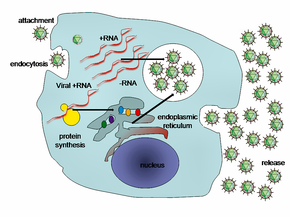 A typical virus replication cycle.