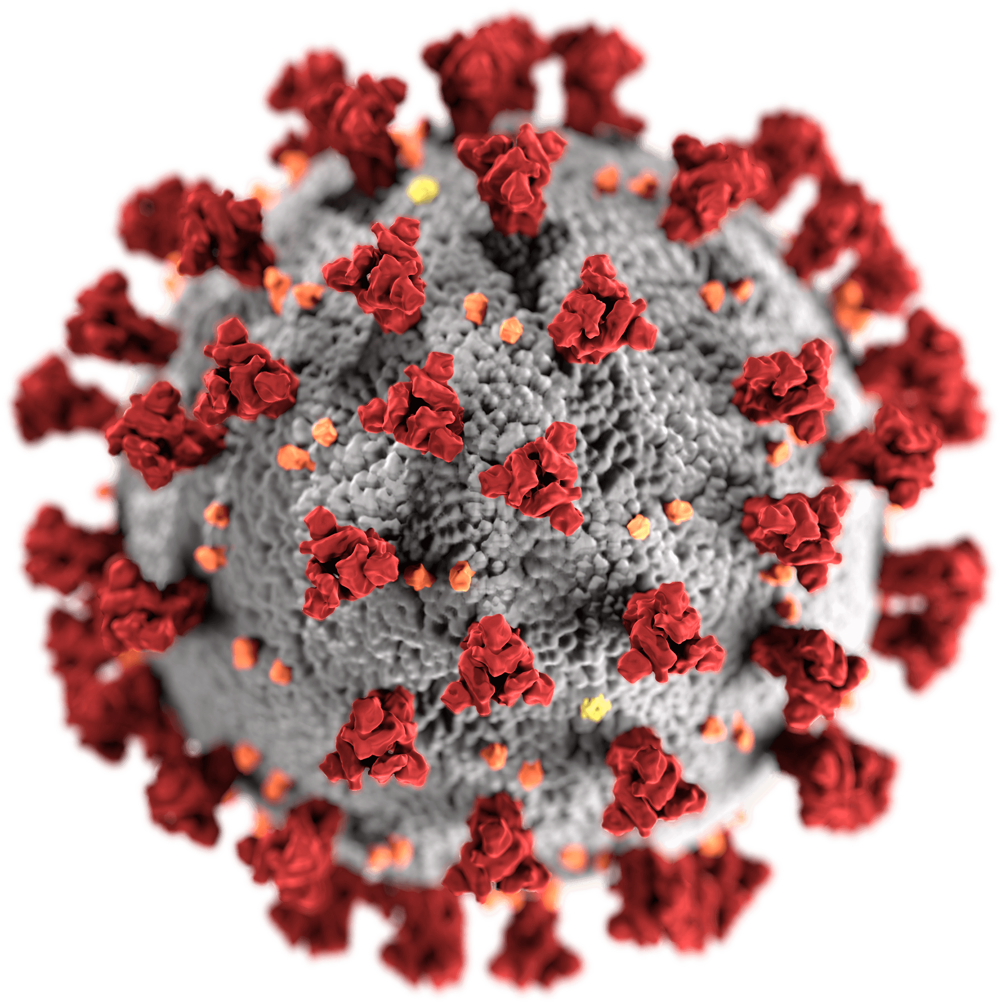 Severe acute respiratory syndrome coronavirus 2 (SARS-CoV-2) is the strain of coronavirus that causes coronavirus disease 2019 (COVID-19), the respiratory illness responsible for the COVID-19 pandemic.