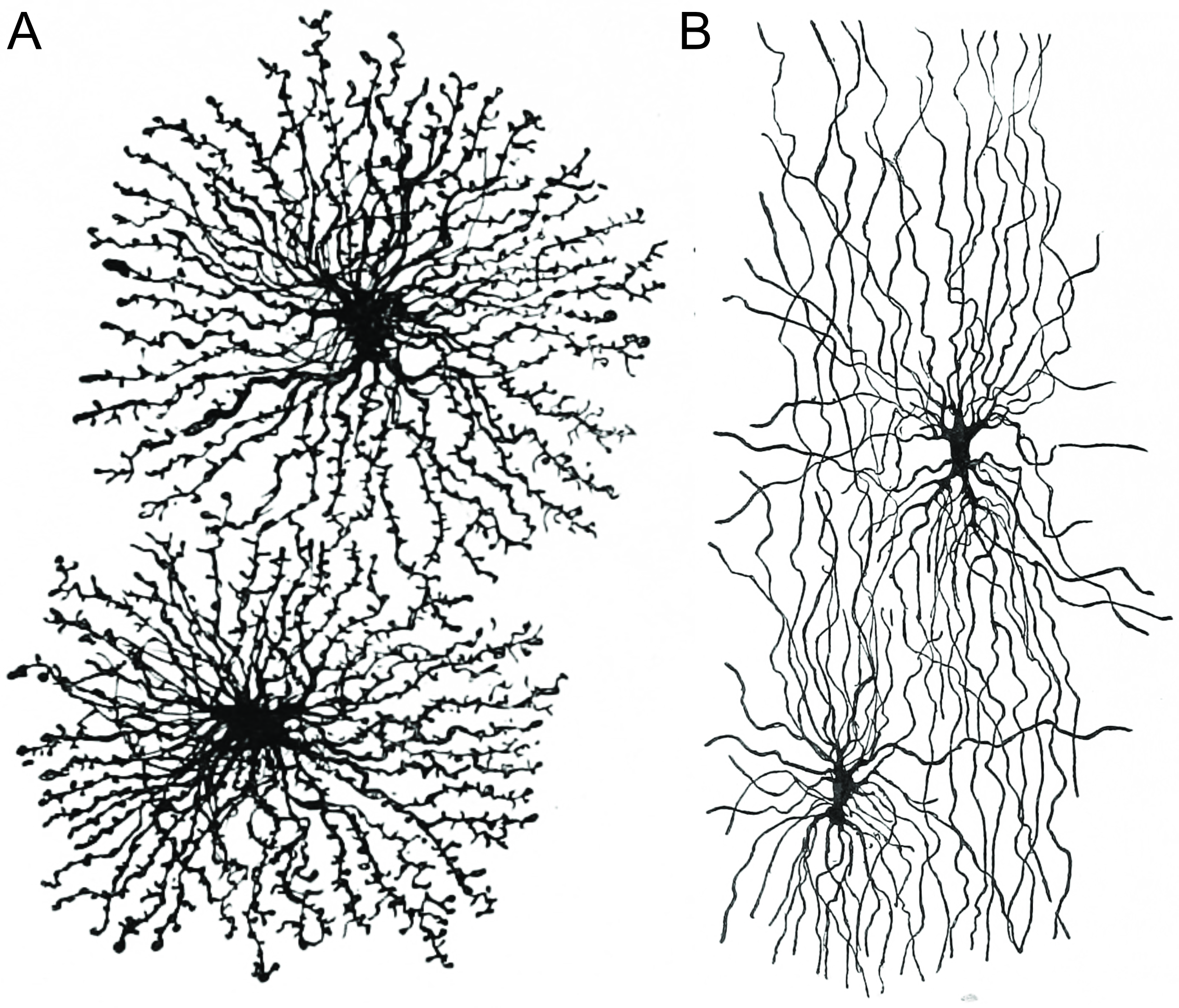 Astrocytes (A) and oligodendrocytes (B) are the major types of macroglia in the grey and white matter of the brain, respectively. Histologie du système nerveux de l’homme & des vertébrés, Tome Premier (1909) by Santiago Ramón y Cajal translated from Spanish by Dr. L. Azoulay.