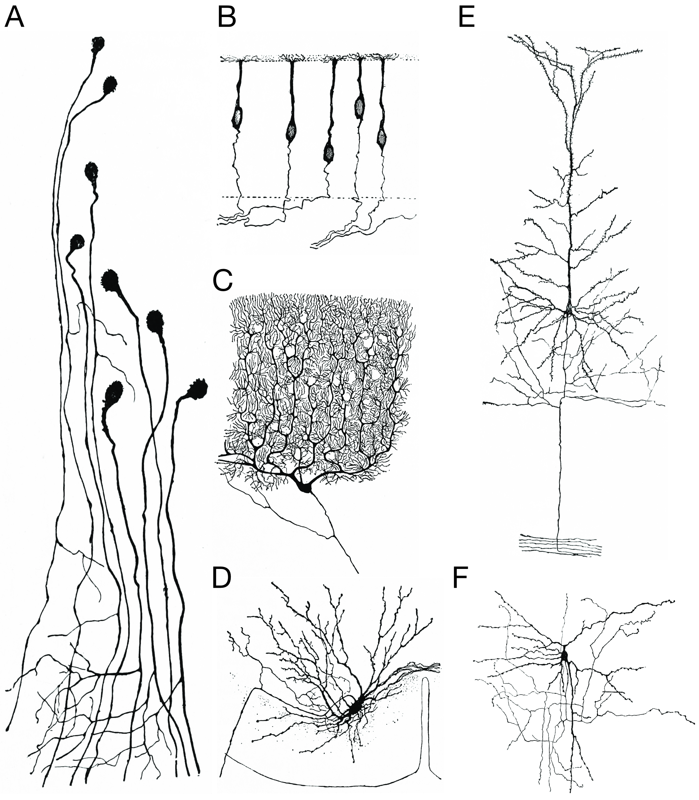 Morpholoigcally distinct types of neurons after Cajal. A) Unipolar neurons; B) bipolar neurons; Golgi I neurons: C) a Purkinje cell; D) spinal motor neuron E) a pyramidal cell; F) Golgi II neuron. Histologie du système nerveux de l’homme & des vertébrés, Tome Premier (1909) by Santiago Ramón y Cajal translated from Spanish by Dr. L. Azoulay.