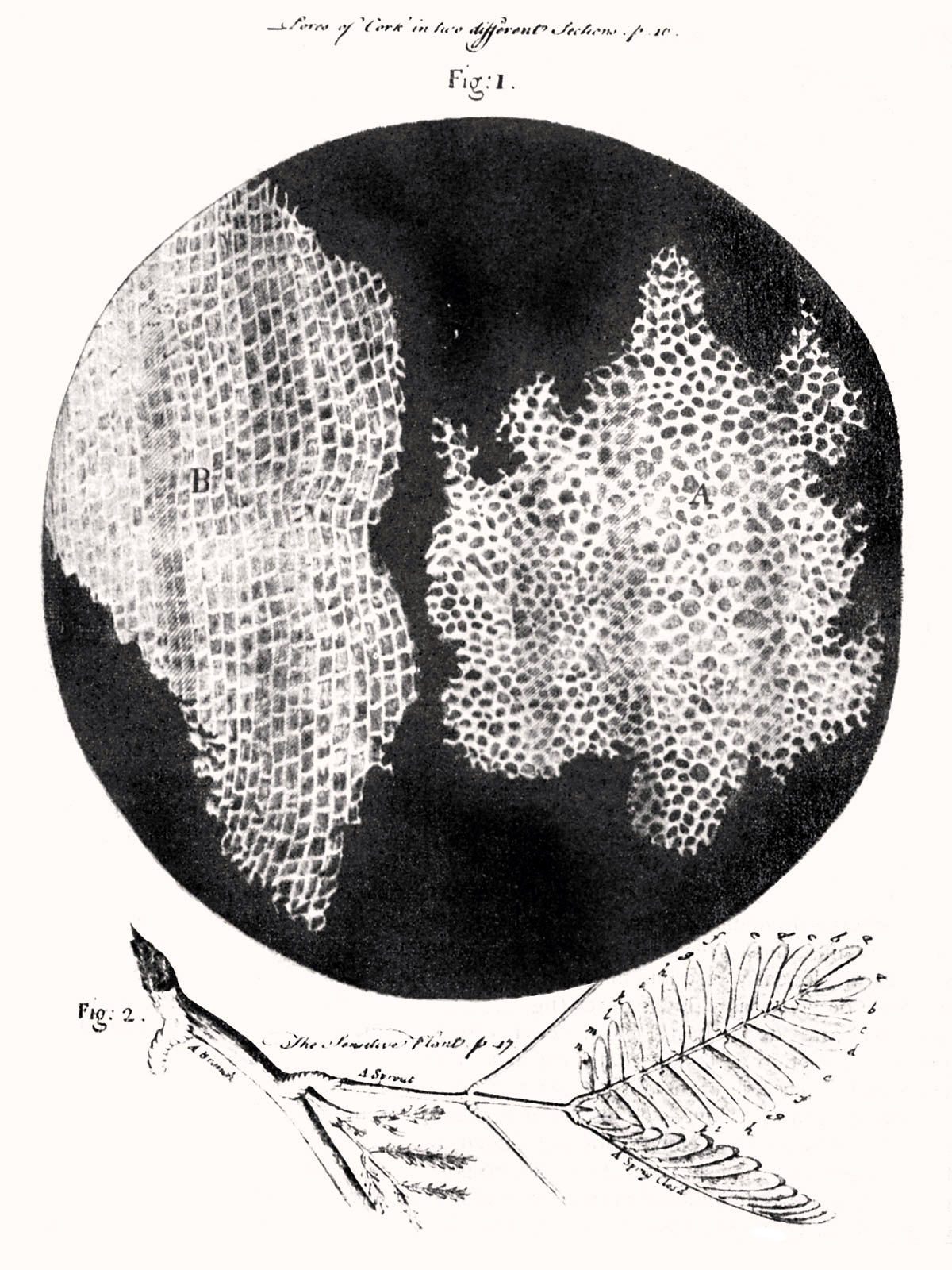 Hooke was the first to apply the word “cell”to biological objects. Cell structure of cork by Hooke.