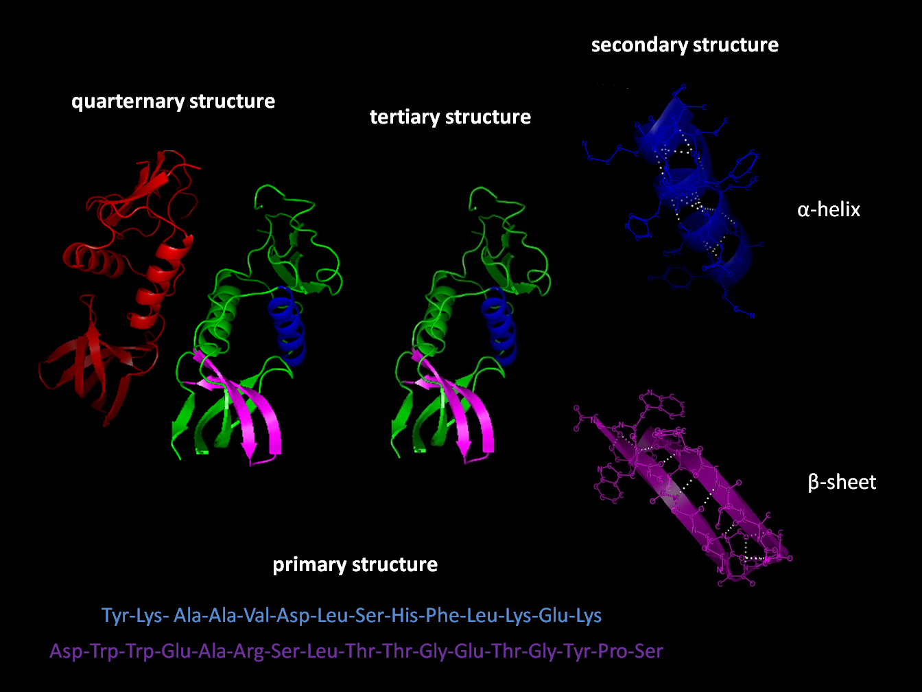 The amino-acid sequence, the primary structure of a protein, determines the secondary (α-helix and β-sheet), tertiary and quaternary protein structures