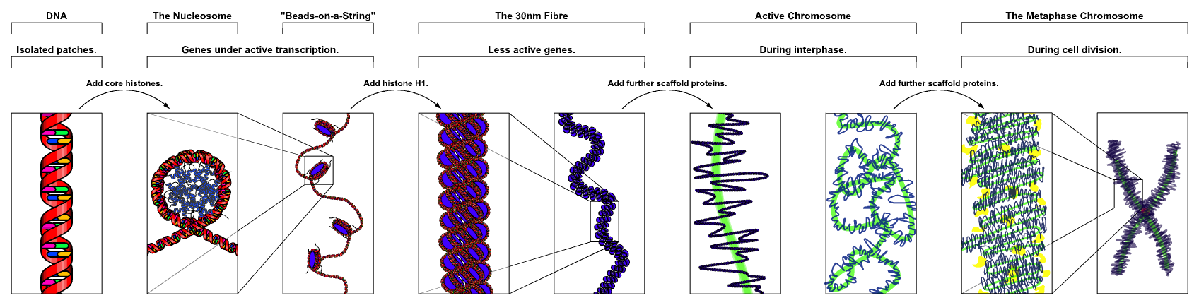 The major structures in DNA compaction: DNA, the nucleosome, the 10 nm “beads-on-a-string” fibre, the 30 nm fibre and the metaphase chromosome.