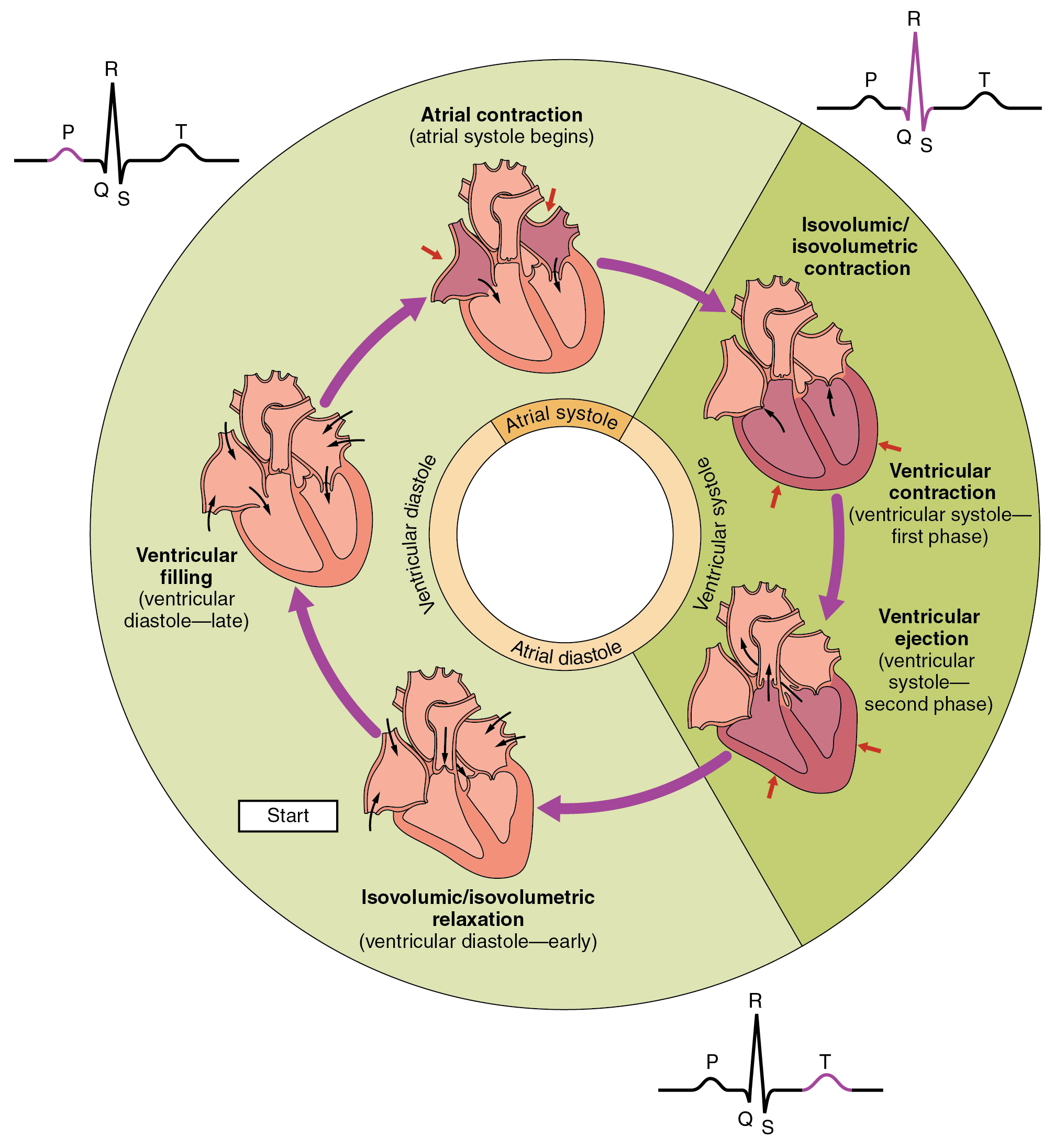 The cardiac cycle as correlated to the EKG