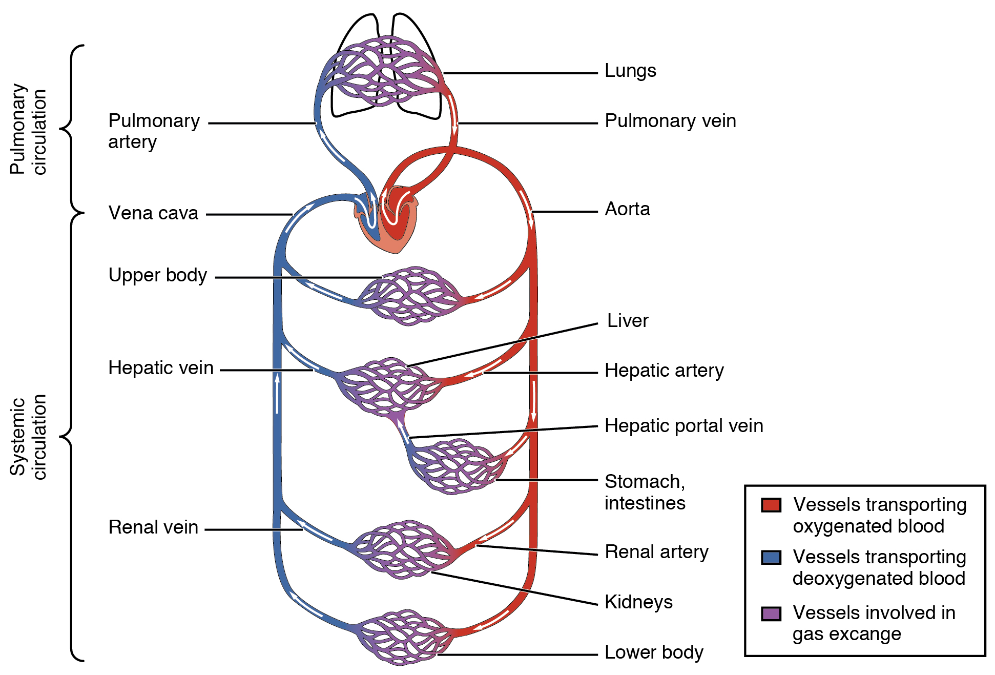 The systemic circulation and capillary networks shown and also as separate from the pulmonary circulation.