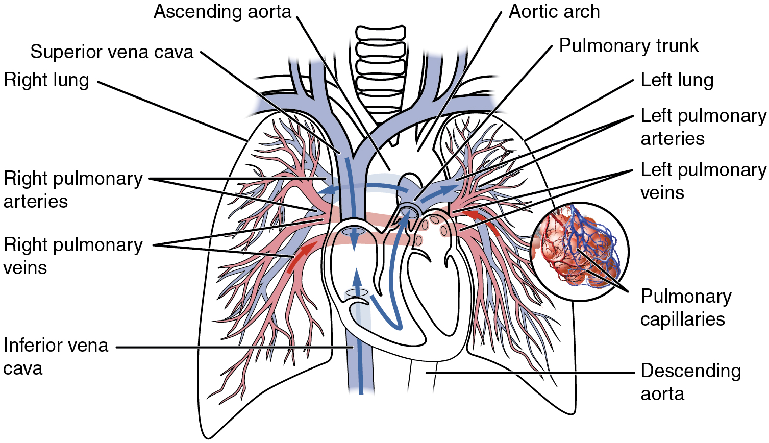 The pulmonary circulation as it passes from the heart. Showing both the pulmonary and bronchial arteries.