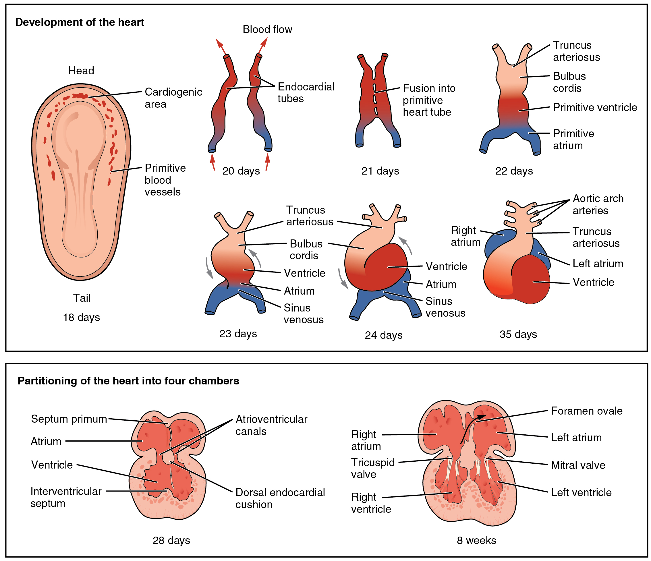 Embryonic development of the heart.