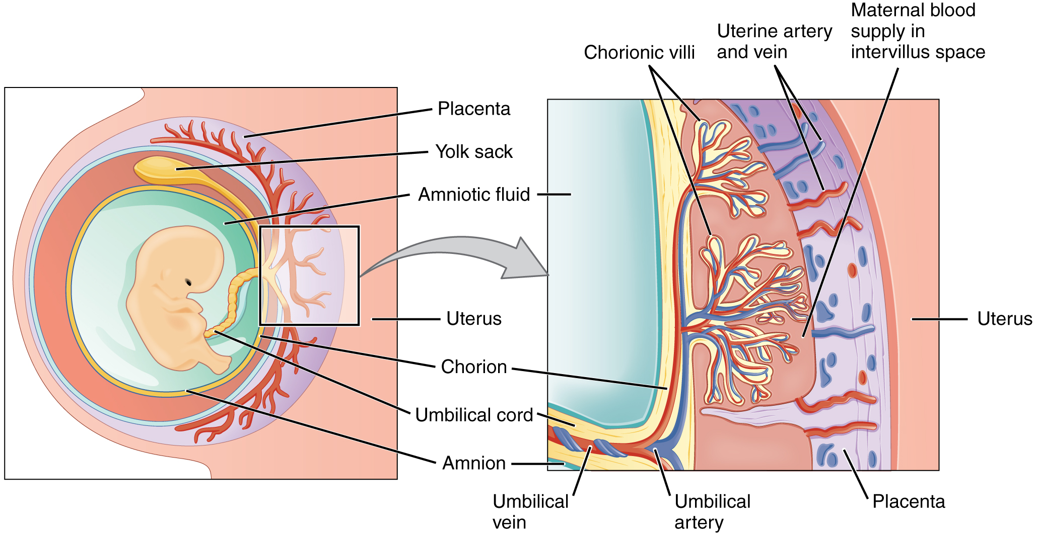 Embryo attached to the placenta in the amniotic cavity.