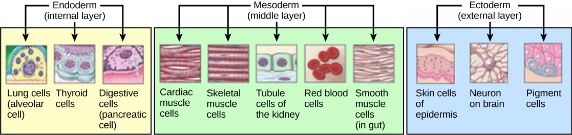 Histogenesis of the three germ layers.