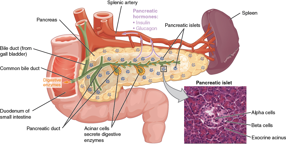 The pancreas has a role in digestion, highlighted here. Ducts in the pancreas (green) conduct digestive enzymes into the duodenum. This image also shows a pancreatic islet, part of the endocrine pancreas, which contains cells responsible for secretion of insulin and glucagon.