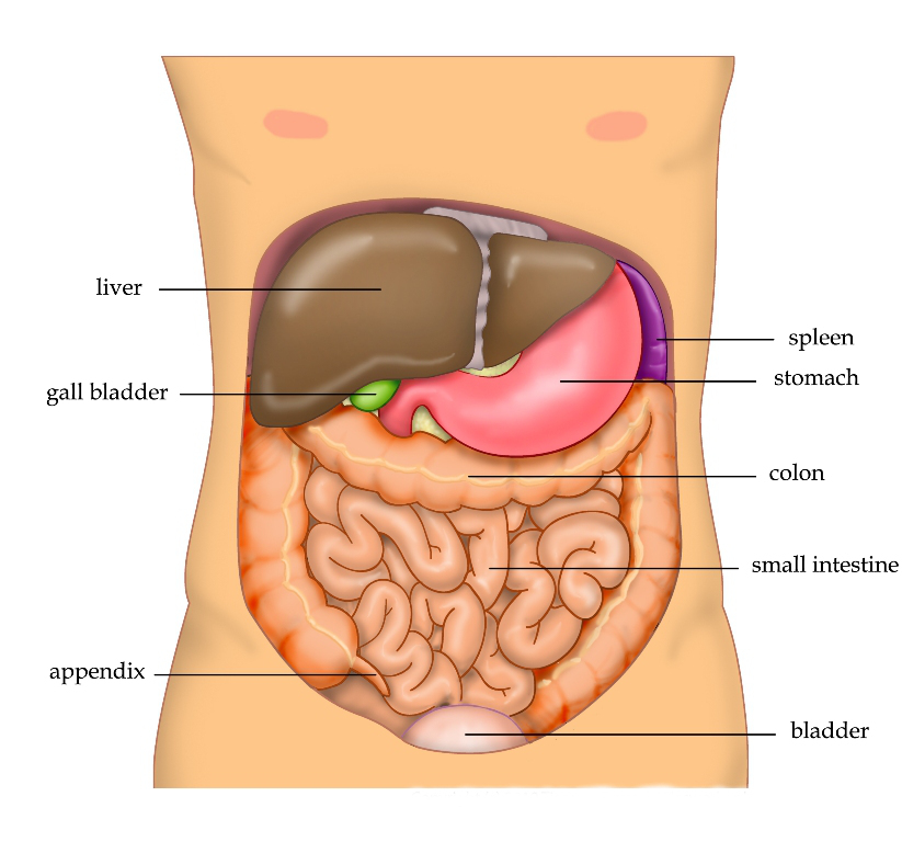 Location of the liver, gallbladder, spleen, stomach, colon, appendix, and small intestine in the human abdomen.