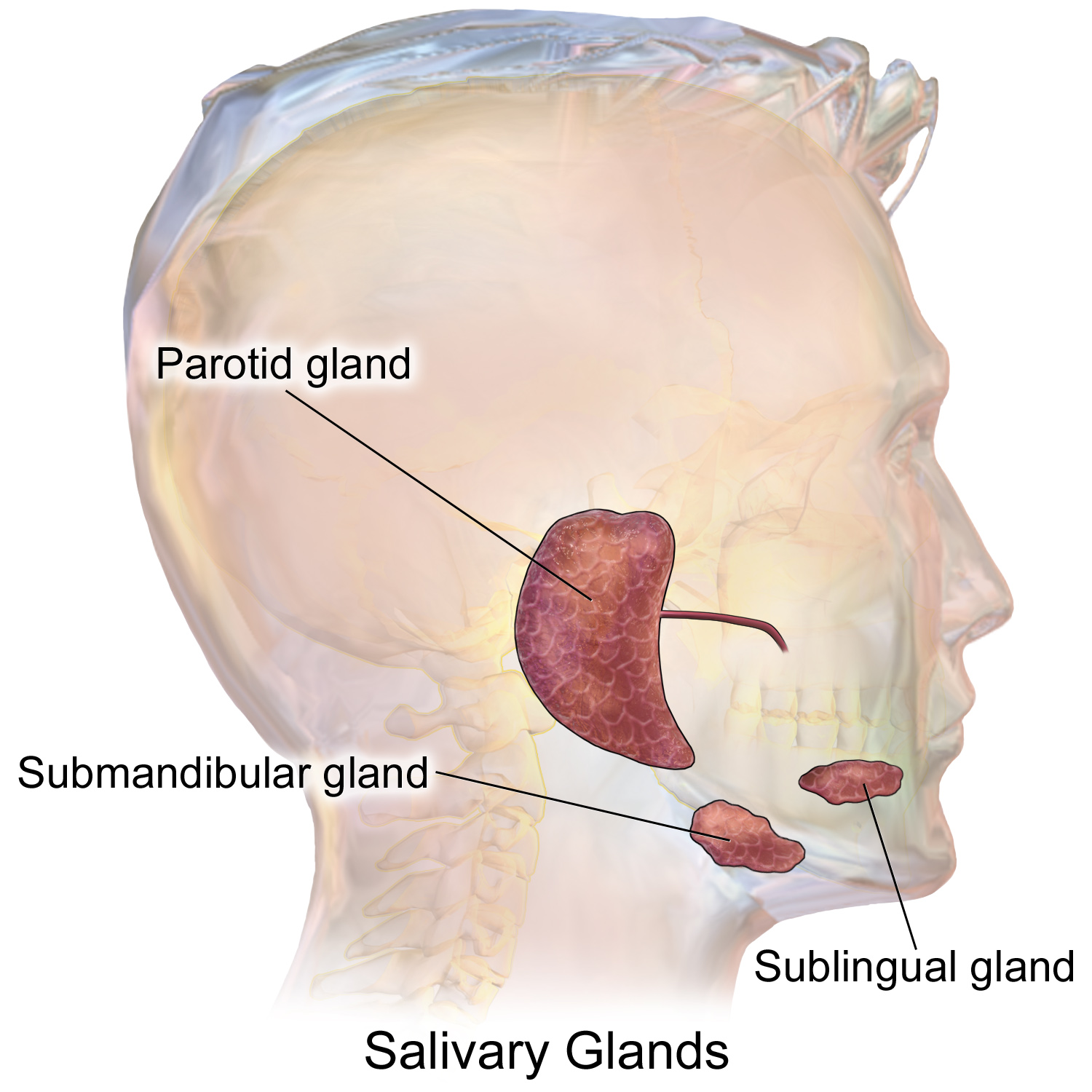 The main salivary glands.