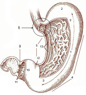 The human stomach. 1. Body of stomach 2. Fundus 3. Anterior wall 4. Greater curvature 5. Lesser curvature 6. Cardia 9. Pyloric sphincter 10. Pyloric antrum 11. Pyloric canal 12. Angular incisure 13. Gastric canal 14. Rugae