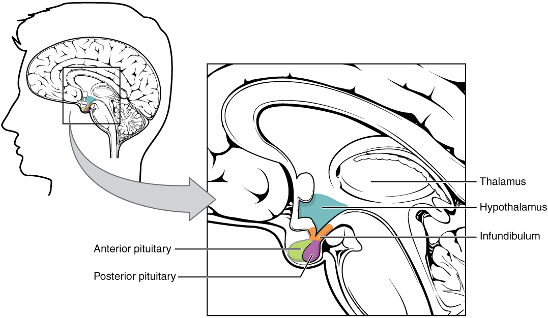 The Hypothalamus-Pituitary Complex.