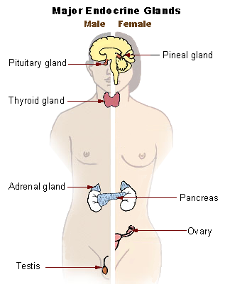 Main glands of the human endocrine system.