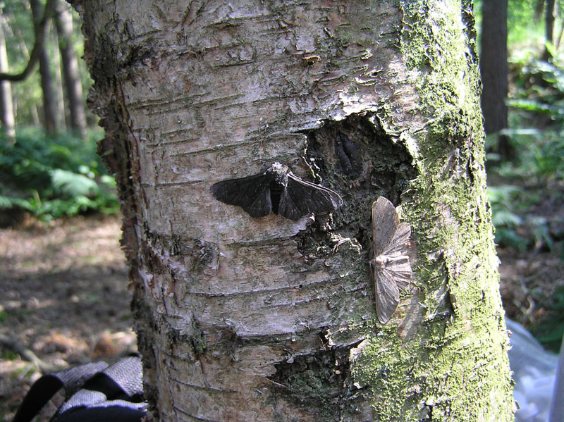 Typica and carbonaria morphs on the same tree. The light-coloured typica (below the bark’s scar) is nearly invisible on this pollution-free tree, camouflaging it from predators.