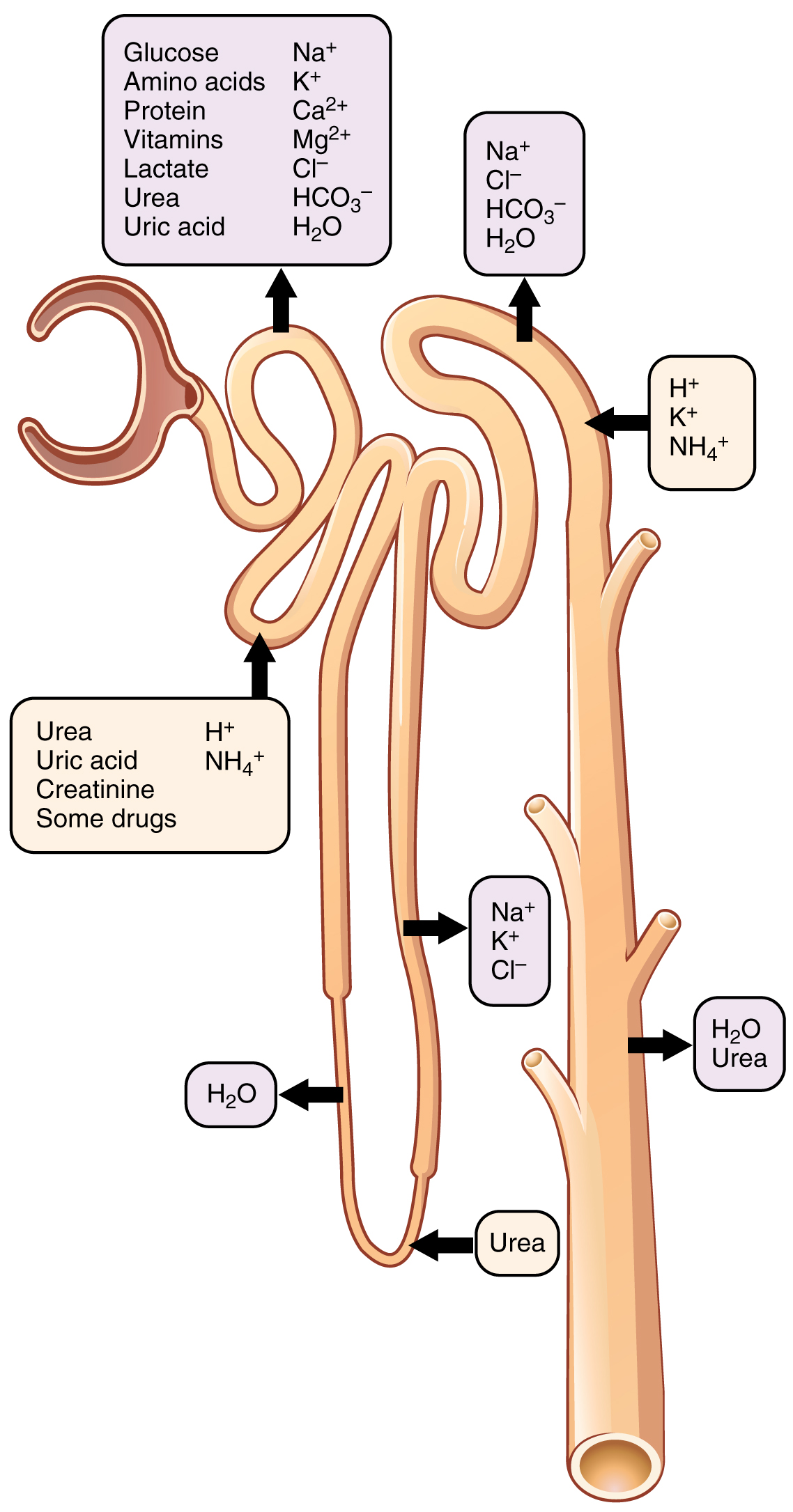 Secretion and reabsorption of water, ions and various substances throughout the nephron.
