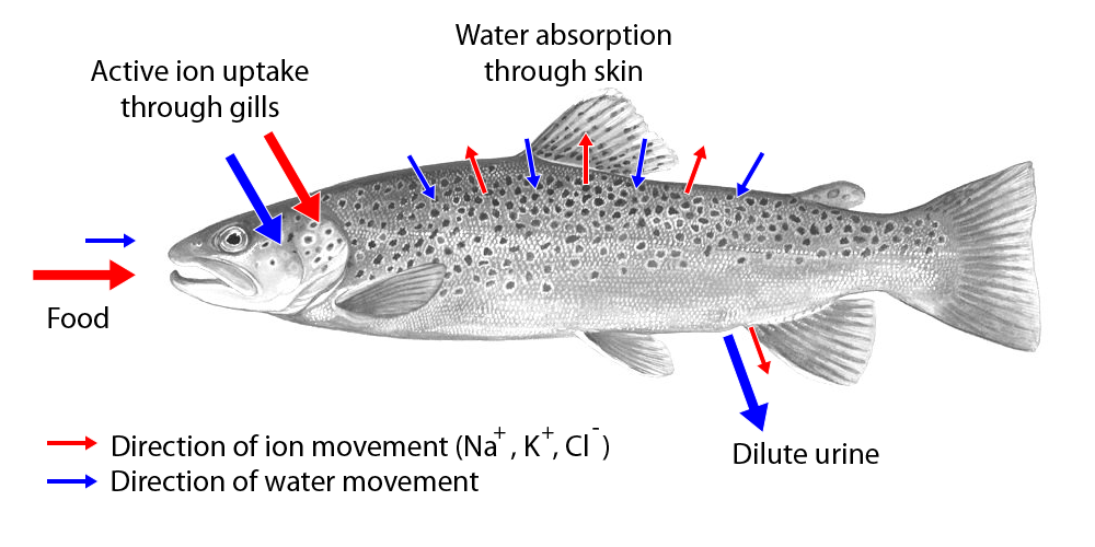 Movement of water and ions in freshwater fish.