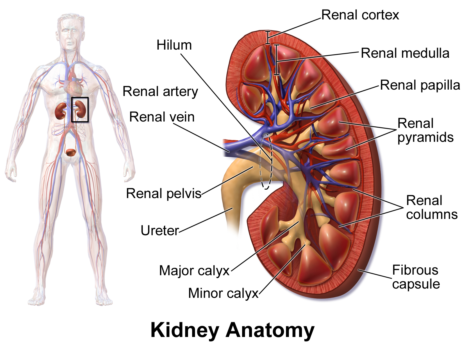 The kidneys lie in the retroperitoneal space behind the abdomen, and act to filter blood to create urine.