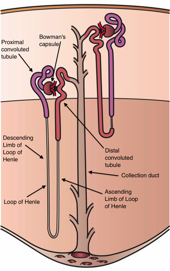 The nephron, shown here, is the functional unit of the kidneys. Its parts are labelled except the (gray) connecting tubule located after the (dark red) distal convoluted tubule and before the large (gray) collecting duct (mislabeled collection duct).