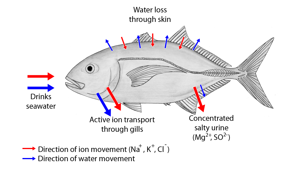 Movement of water and ions in saltwater fish.
