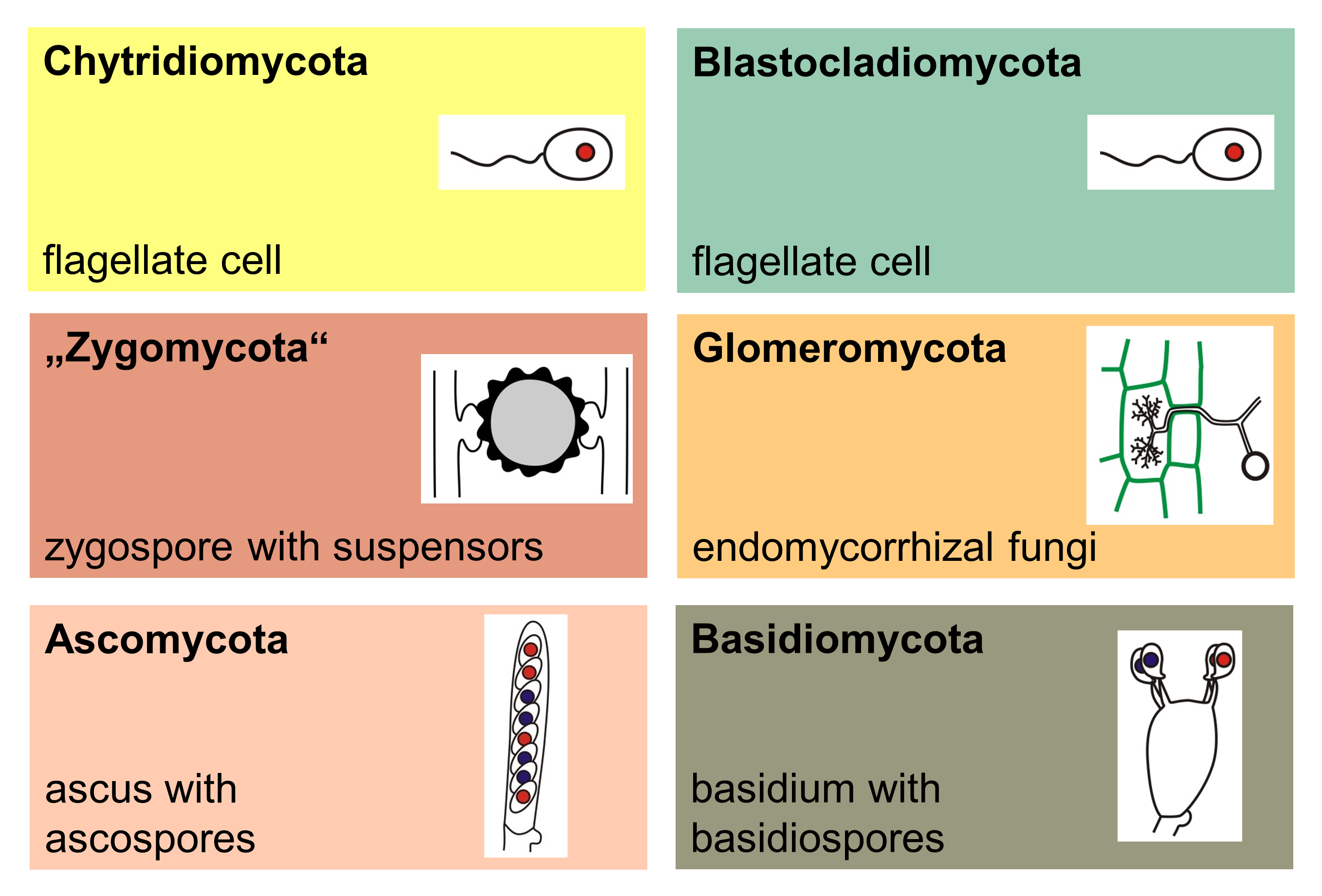 Six commonly recognized groups of fungi. Zygomycota, or zygote fungi, is a former division or phylum of the kingdom Fungi. The members are now part of two recently proposed phyla.