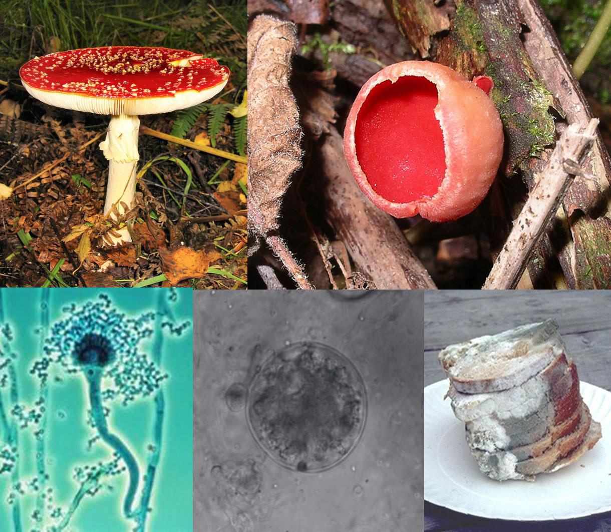 A collage of five fungi (clockwise from top-left): a mushroom with a flat, red top with white-spots, and a white stem growing on the ground; a red cup-shaped fungus growing on wood; a stack of green and white moldy bread slices on a plate; a microscopic, spherical grey semitransparent cell, with a smaller spherical cell beside it; a microscopic view of an elongated cellular structure shaped like a microphone, attached to the larger end is a number of smaller roughly circular elements that collectively form a mass around sites.