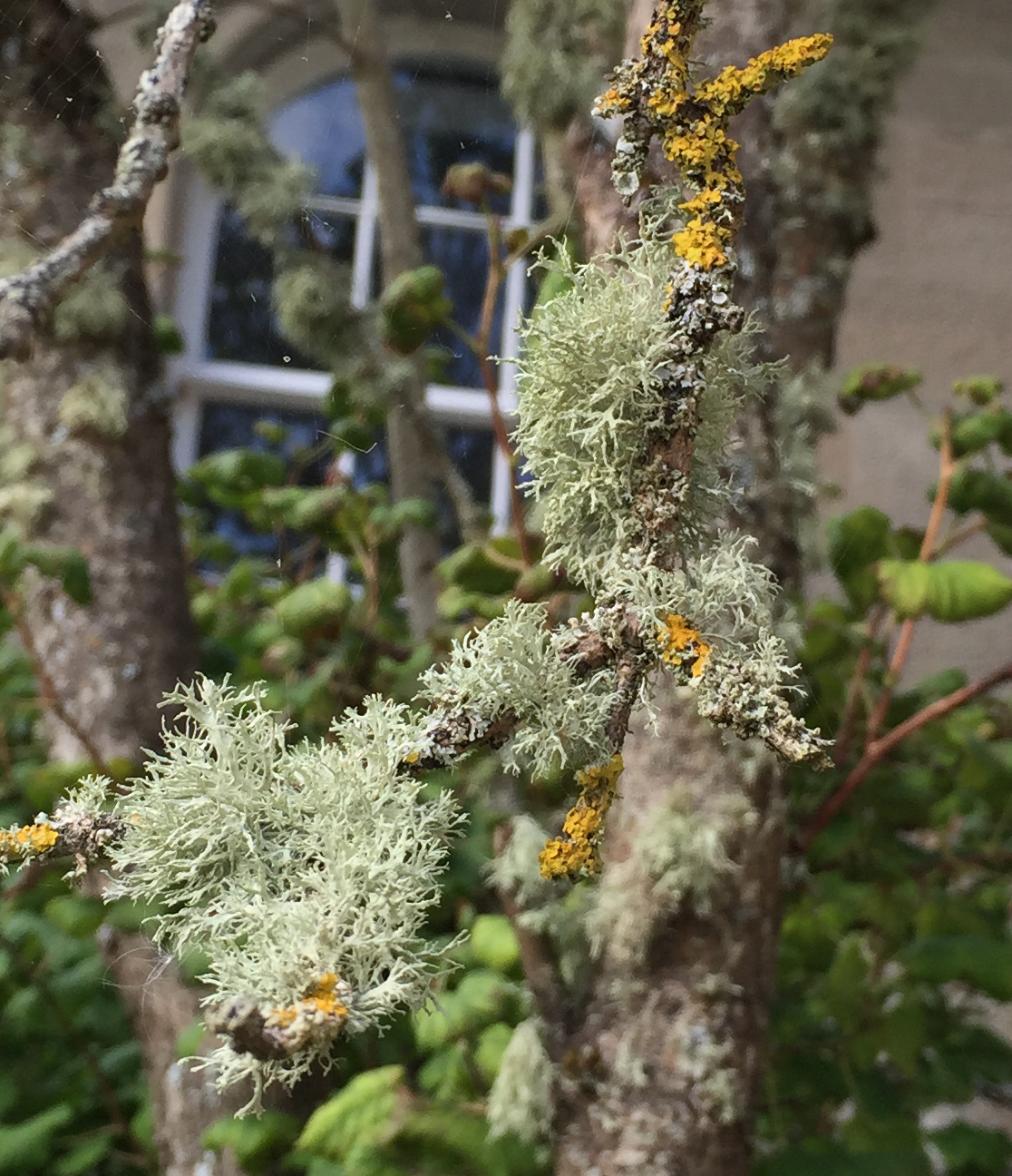 Fruticose (light green) and crustose (yellow) lichens growing on a tree.