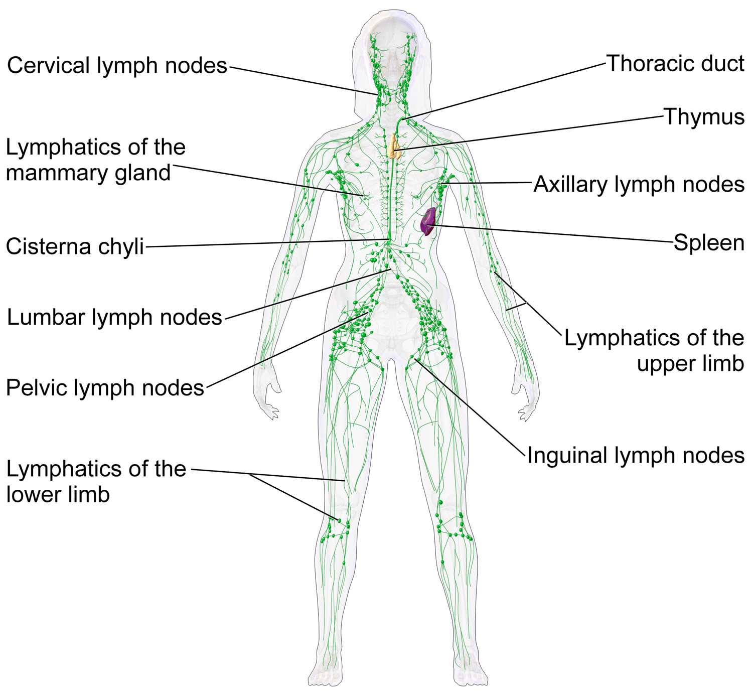 The human lymphatic system.
