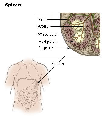 Location and microscopic anatomy of the human spleen.