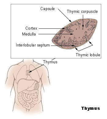 Location and microscopic anatomy of the human thymus