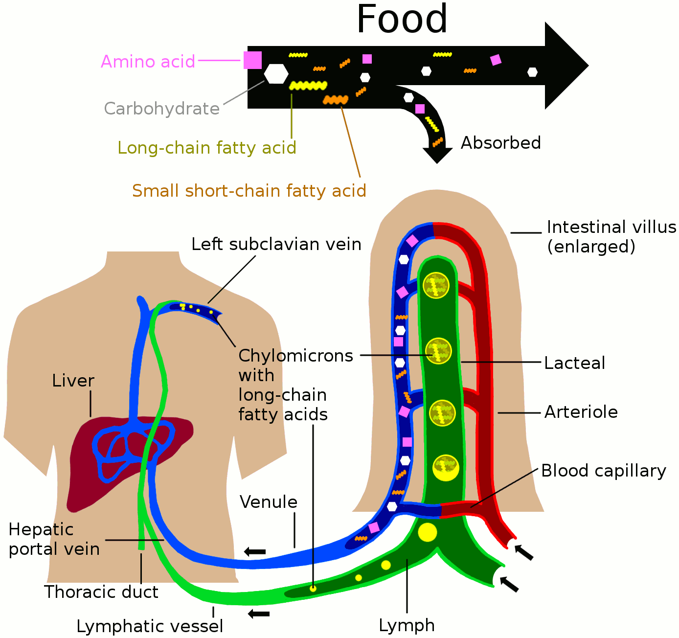 Nutrients in food are absorbed via intestinal vili (greatly enlarged in the picture) to blood and lymph. Long-chain fatty acids (and other lipids with similar fat solubility like some medicines) are absorbed to the lymph and move in it enveloped inside chylomicrons. They move via the thoracic duct of the lymphatic system and finally enter the blood via the left subclavian vein, thus bypassing the liver’s first-pass metabolism completely.