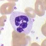 A neutrophil.