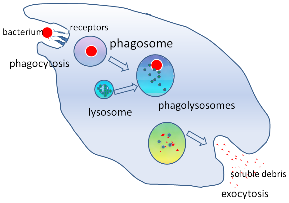 Simplified diagram of the phagocytosis and destruction of a bacterial cell.