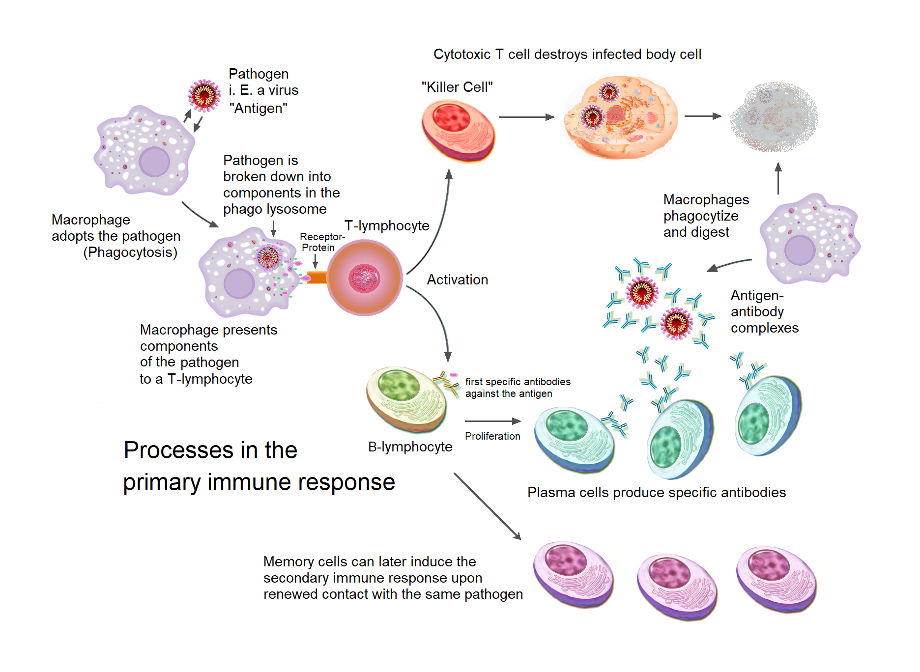 Overview of the processes involved in the primary immune response