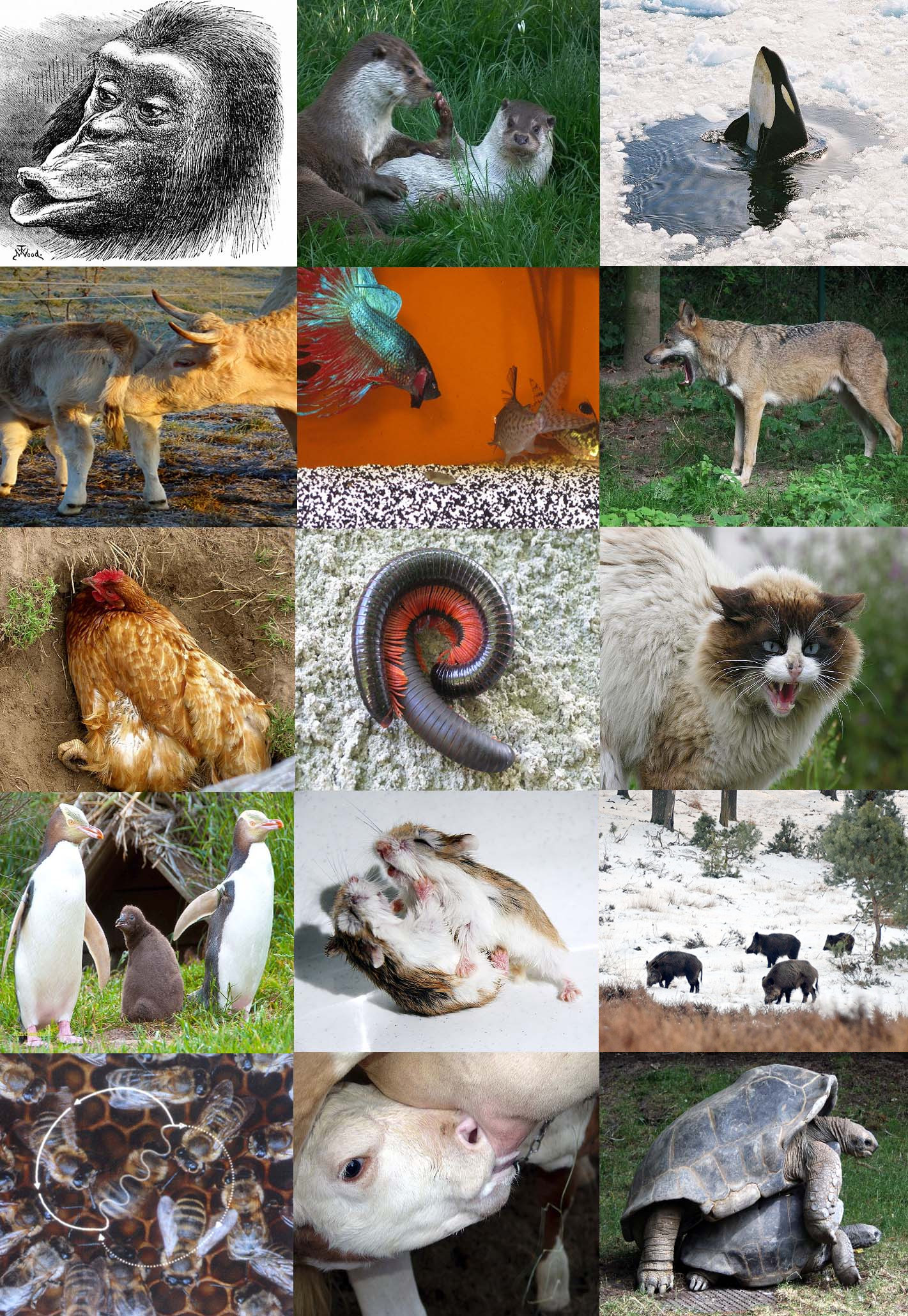 A range of animal behaviours.