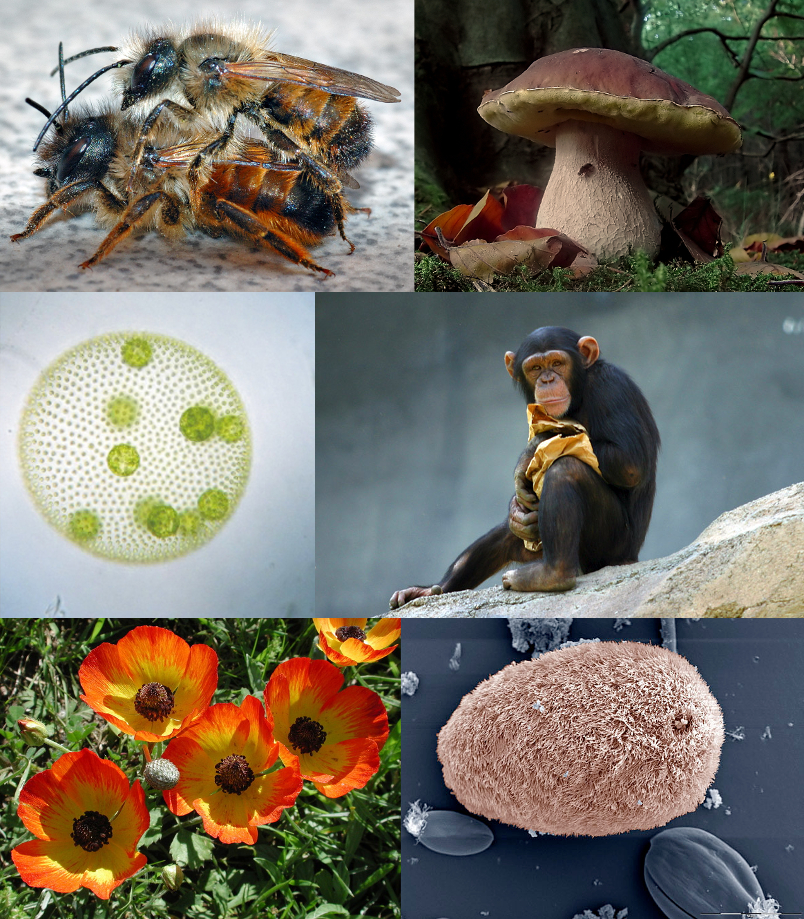 Eukaryotes and some examples of their diversity – clockwise from top left: Red mason bee, Boletus edulis, chimpanzee, Isotricha intestinalis, Ranunculus asiaticus, and Volvox carteri.
