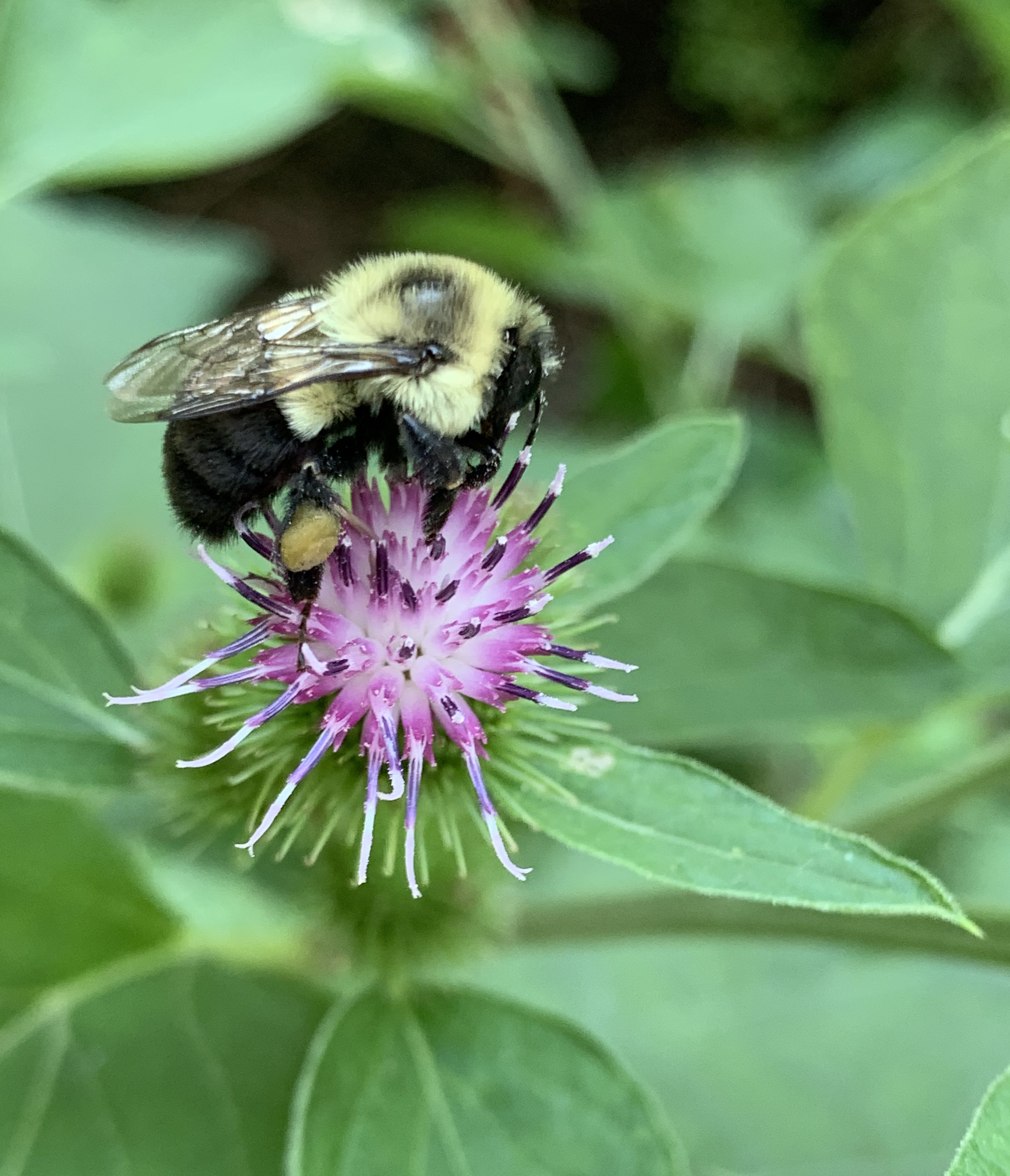 A Common Eastern Bumble Bee (Bombus impatiens) picking up nectar and pollen from a spear cistle (Cirsium vulgare) on Winter Island in Salem, Massachusetts.