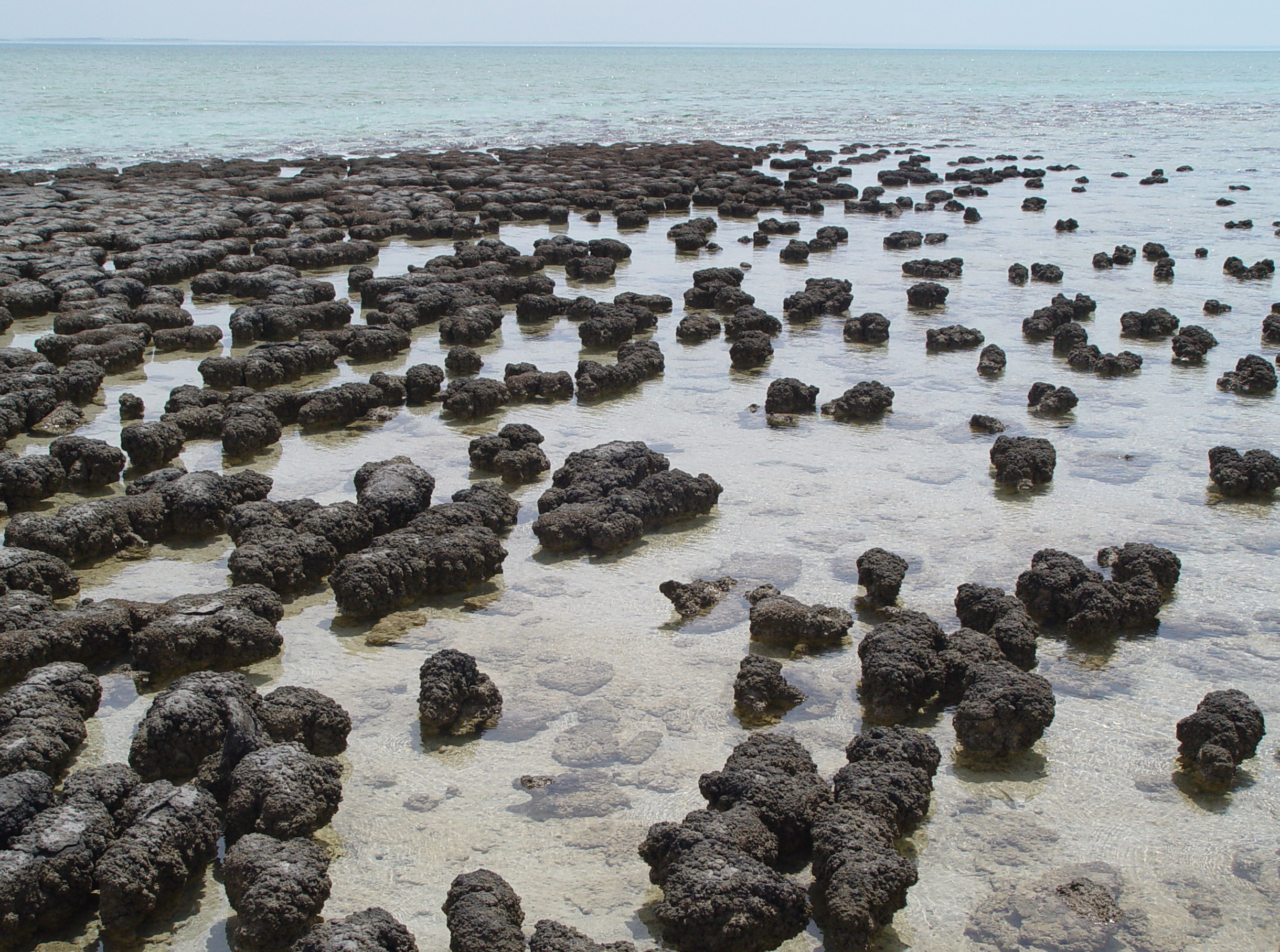 Modern stromatolites in Shark Bay, Western Australia