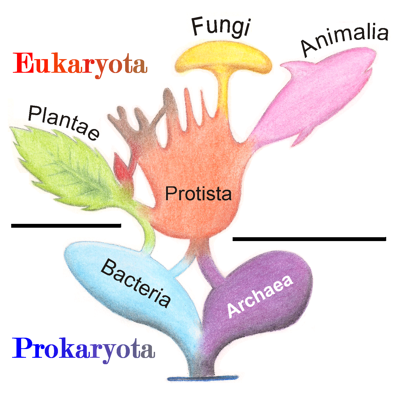 Tree diagram illustrating the evolutionary relationship of living organisms]