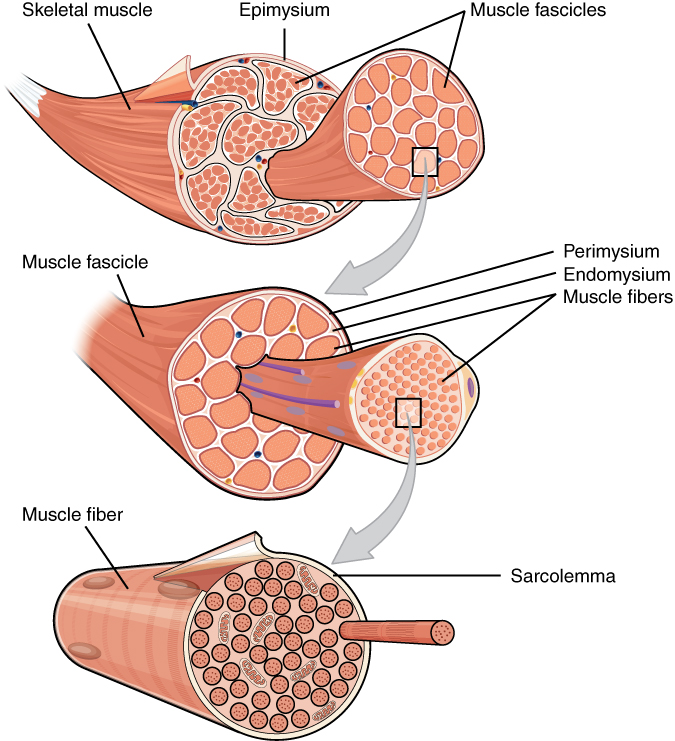Bundles of muscle fibers, called fascicles, are covered by the perimysium. Muscle fibers are covered by the endomysium.