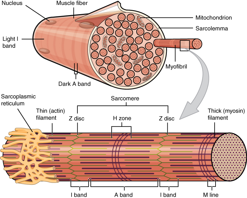 A skeletal muscle fiber is surrounded by a plasma membrane called the sarcolemma, which contains sarcoplasm, the cytoplasm of muscle cells. A muscle fiber is composed of many fibrils, which give the cell its striated appearance.