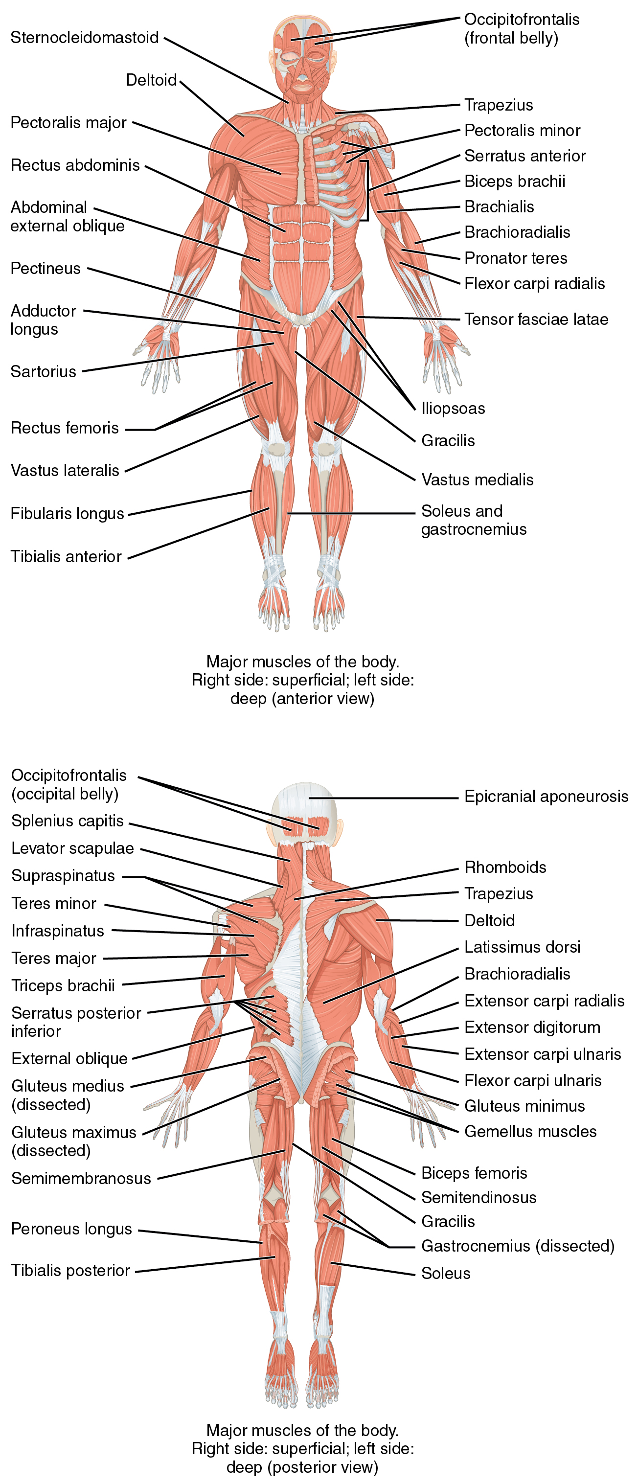 On the anterior and posterior views of the muscular system above, superficial muscles (those at the surface) are shown on the right side of the body while deep muscles (those underneath the superficial muscles) are shown on the left half of the body. For the legs, superficial muscles are shown in the anterior view while the posterior view shows both superficial and deep muscles.
