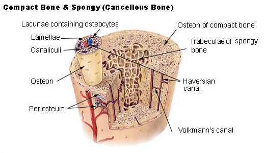A cross section of a long bone, showing the internal structure.