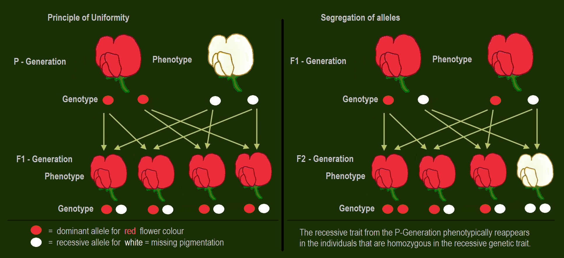 P-Generation and F1-Generation: The dominant allele for purple-red flower hides the phenotypic effect of the recessive allele for white flowers. F2-Generation: The recessive trait from the P-Generation phenotypically reappears in the individuals that are homozygous with the recessiv genetic trait.